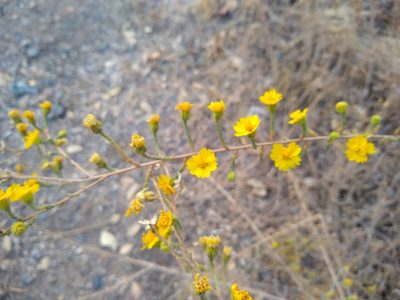 Holocarpha heermannii, photographed by Quinn Shemet