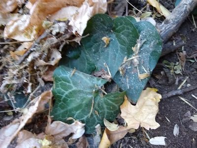 Asarum hartwegii, photographed by Quinn Shemet