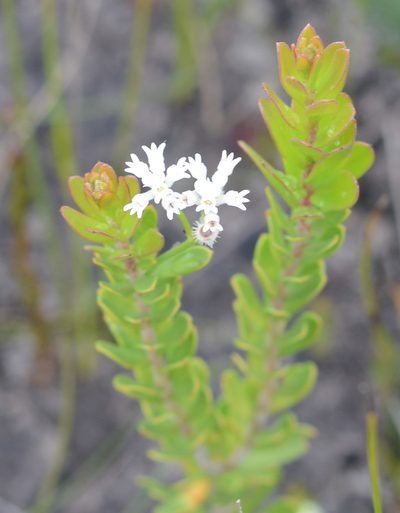 Conospermum ellipticum, photographed by ronavery