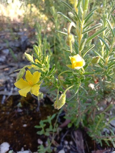 Hibbertia australis, photographed by Jess Bamford