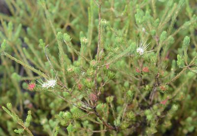 Darwinia fascicularis, photographed by ronavery