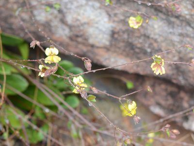 Goodenia caroliniana, photographed by ronavery