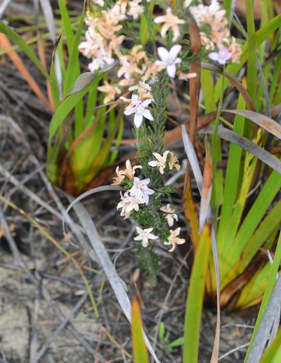 Philotheca reichenbachii, photographed by ronavery