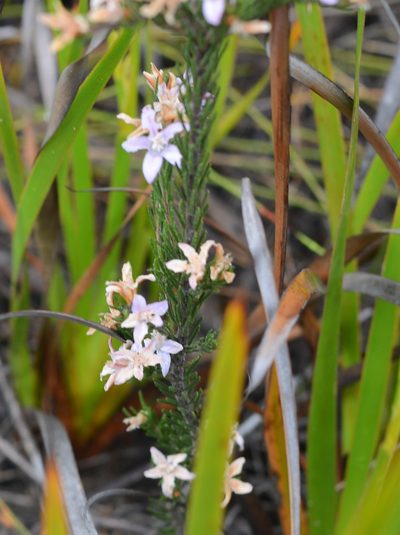 Philotheca reichenbachii, photographed by ronavery