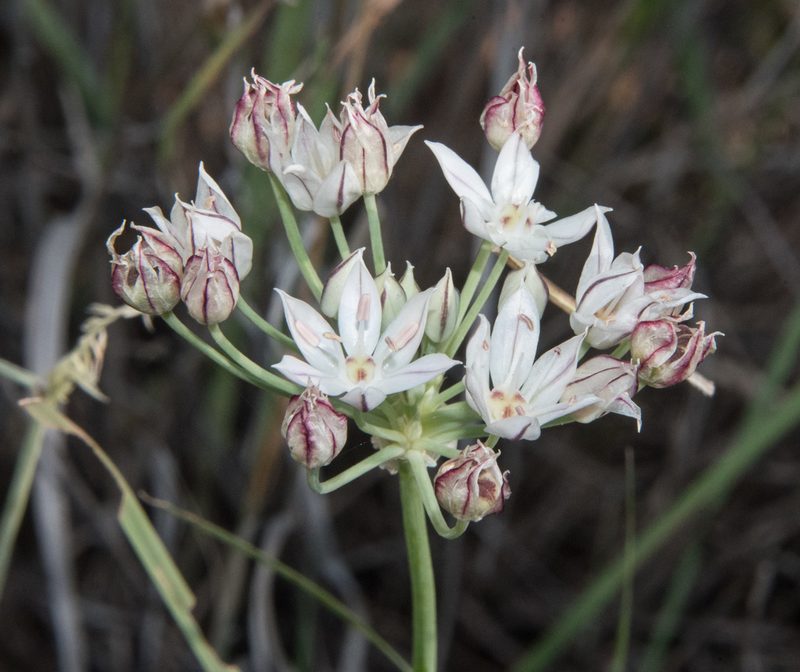 Allium rhizomatum, photographed by Don Loarie