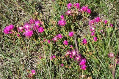 Lampranthus lavisii, photographed by Andrew Gillespie
