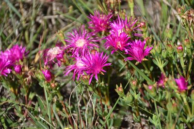 Lampranthus lavisii, photographed by Andrew Gillespie