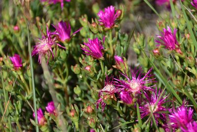 Lampranthus lavisii, photographed by Andrew Gillespie