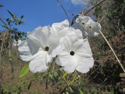 Ipomoea populina, photographed by Alexis López Hernández