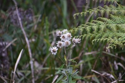 Coronidium elatum, photographed by Thomas Mesaglio