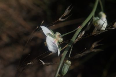 Heliophila rigidiuscula, photographed by Jimmy Whatmore