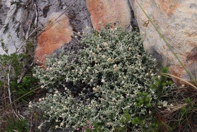 Helichrysum pandurifolium, photographed by Tony Rebelo