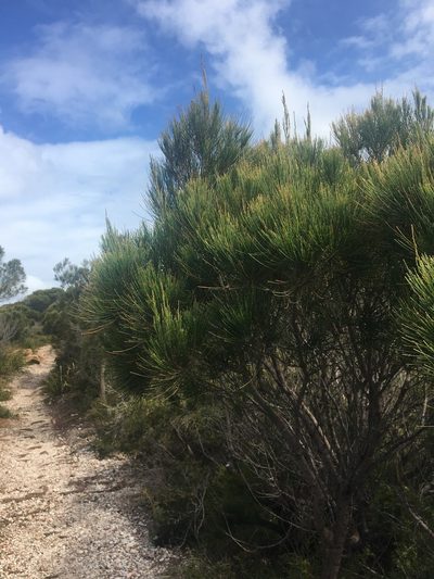 Allocasuarina thalassoscopica, photographed by Thomas Mesaglio