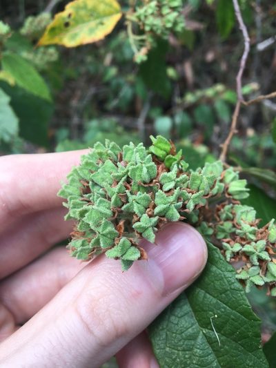 Seringia arborescens, photographed by Thomas Mesaglio