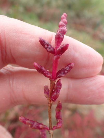 Salicornia ramosissima, photographed by Robert H. Wardell