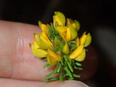 Phyllota phylicoides, photographed by Thomas Mesaglio