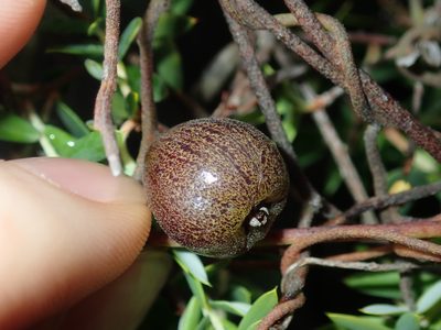 Cassytha pubescens, photographed by Thomas Mesaglio