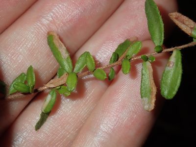 Hibbertia empetrifolia, photographed by Thomas Mesaglio