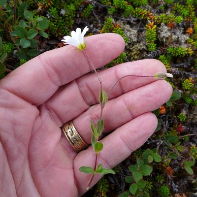 Cerastium alpinum, photographed by John Hibbard