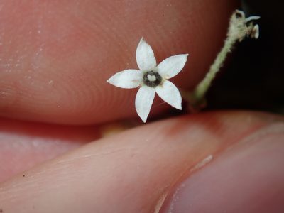 Astrotricha longifolia, photographed by Thomas Mesaglio