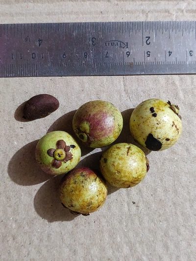 Garcinia cambogioides, photographed by T R Shankar Raman