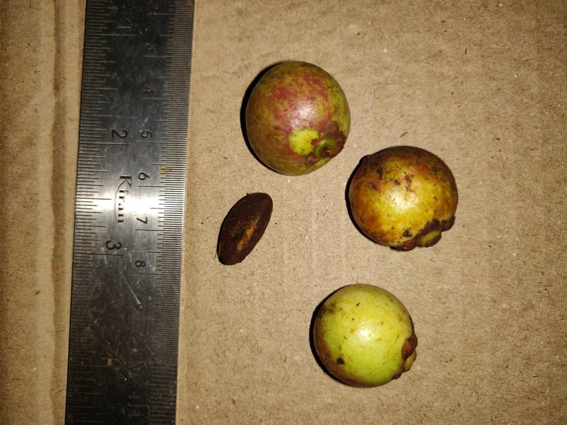 Garcinia cambogioides, photographed by T R Shankar Raman