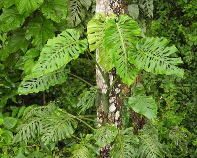 Monstera siltepecana, photographed by Grete Pasch