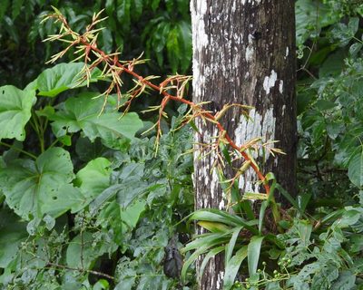 Tillandsia guatemalensis, photographed by Grete Pasch