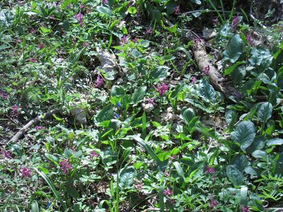Corydalis caucasica, photographed by Konstantin Grebennikov