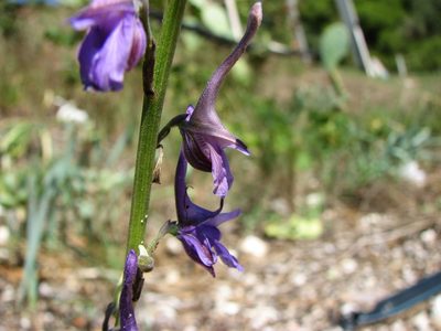 Delphinium peregrinum, photographed by Dan Wrench