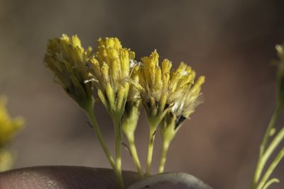 Hymenothrix wislizeni, photographed by Craig Martin