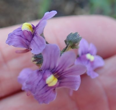 Nemesia denticulata, photographed by Peter Warren
