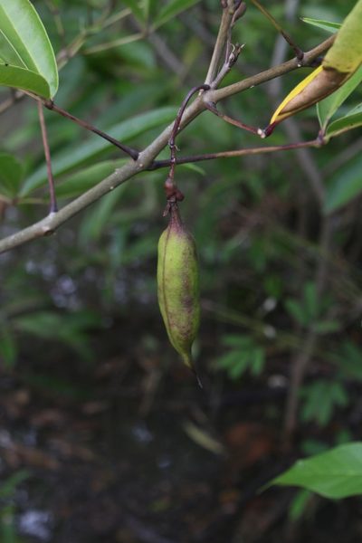 Tabebuia palustris, photographed by Jake Rehage