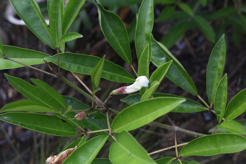 Tabebuia palustris, photographed by Jake Rehage