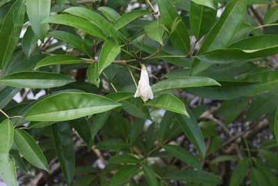 Tabebuia palustris, photographed by Jake Rehage