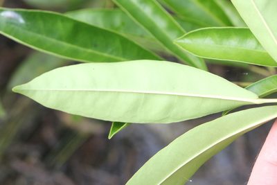 Tabebuia palustris, photographed by Jake Rehage