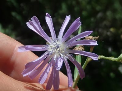 Lactuca oblongifolia, photographed by Nolan Exe