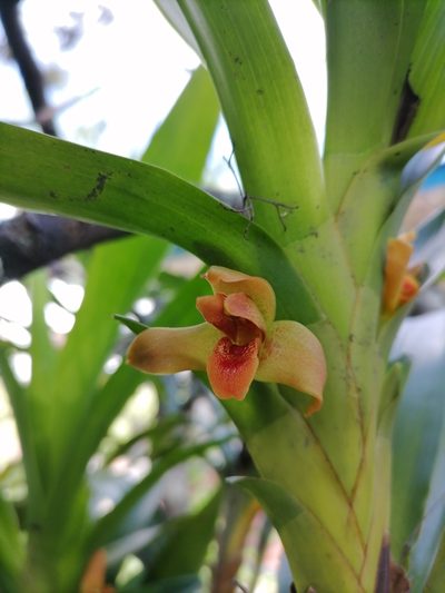 Maxillaria elatior, photographed by Victor De la Cruz