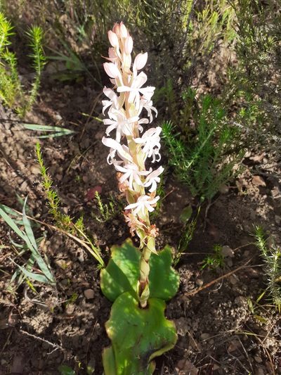 Satyrium pallens, photographed by Brian du Preez