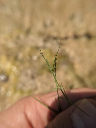 Muhlenbergia utilis, photographed by Cleveland Powell