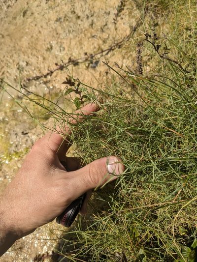 Muhlenbergia utilis, photographed by Cleveland Powell