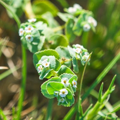 Euphorbia leucophylla, photographed by Bill Levine