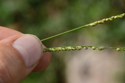 Paspalum langei, photographed by Dan Johnson