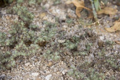 Tiquilia paronychioides, photographed by Antonio W. Salas