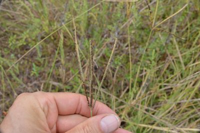 Eustachys petraea, photographed by Dan Johnson