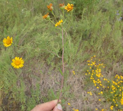 Rayjacksonia aurea, photographed by Dan Johnson