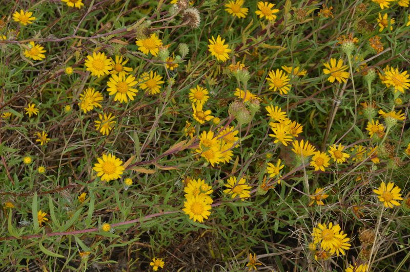 Rayjacksonia aurea, photographed by Dan Johnson