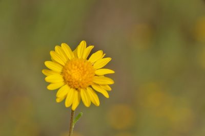 Rayjacksonia aurea, photographed by Dan Johnson