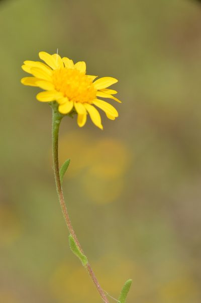 Rayjacksonia aurea, photographed by Dan Johnson