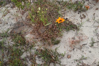 Pharnaceum incanum, photographed by Tony Rebelo